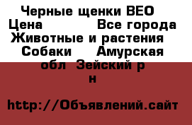 Черные щенки ВЕО › Цена ­ 5 000 - Все города Животные и растения » Собаки   . Амурская обл.,Зейский р-н